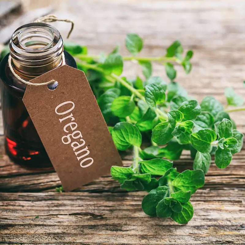 Biologisches Oreganoöl von der Ölmühle Solling I www.bio-vivo.ch