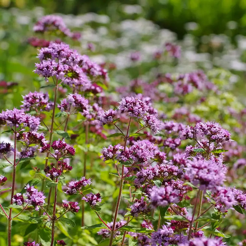 Biologisches Oreganoöl von der Ölmühle Solling I www.bio-vivo.ch