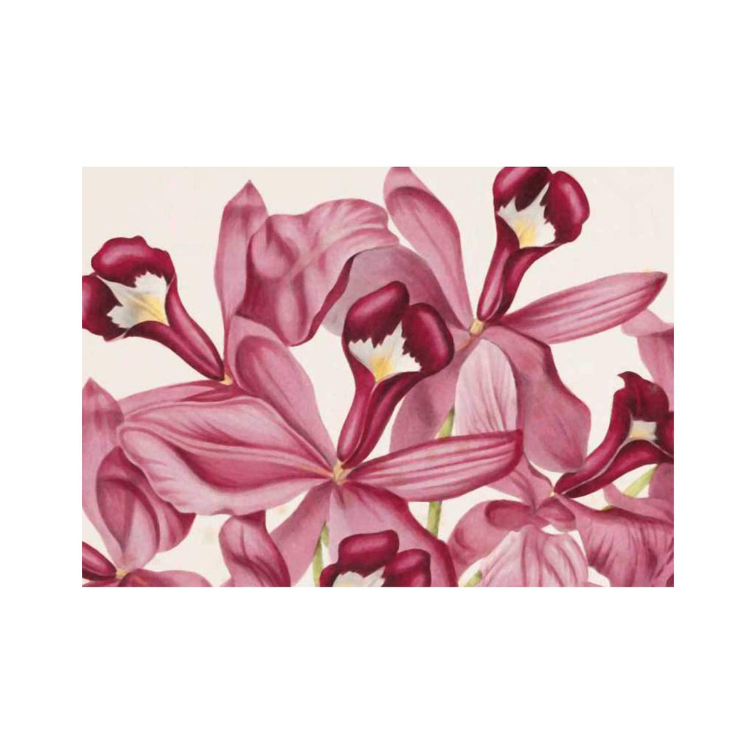 Postkarte A6 Sujet Orchidee I www.bio-vivo.ch