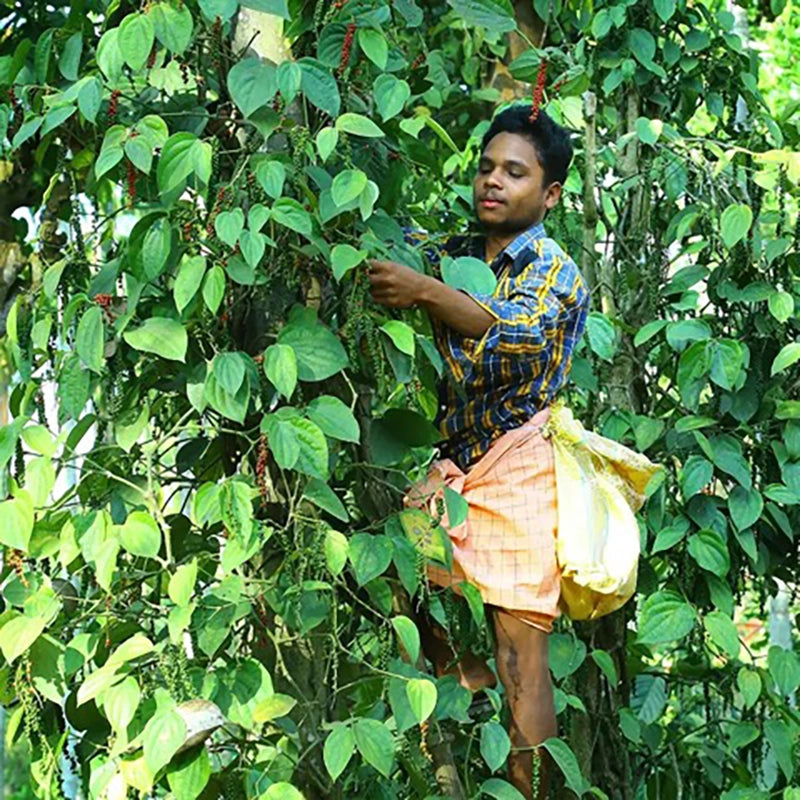 soul spice gewürze bio vivo