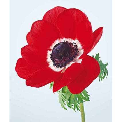 Postkarte A6 von postcardsociety I www.bio-vivo.ch