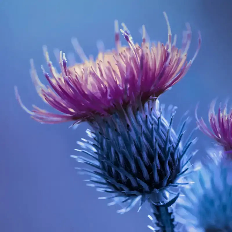 Mariendistel