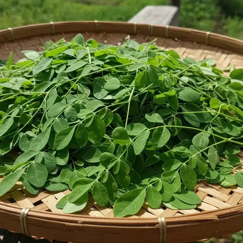 Moringa Pulver