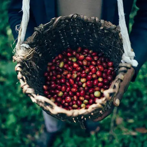 Bio Kaffee von Kaffa wird in kontrollierten Wildsammlungen im Urwald gesammelt I www. bio-vivo.ch