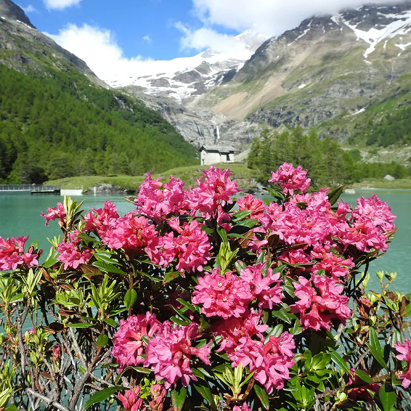 Blume zur Honigproduktion